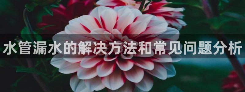 球盟会几点玩合适