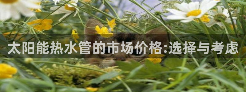 球盟会官网登录入口