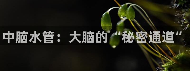 球盟会app最新地址下载安装