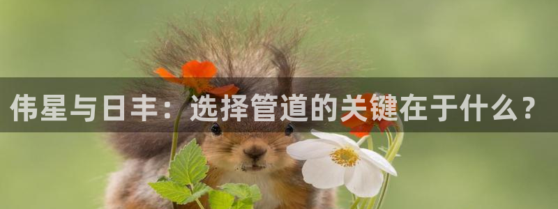 球盟会游戏几点玩合适