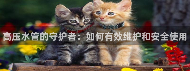 球盟会体育平台