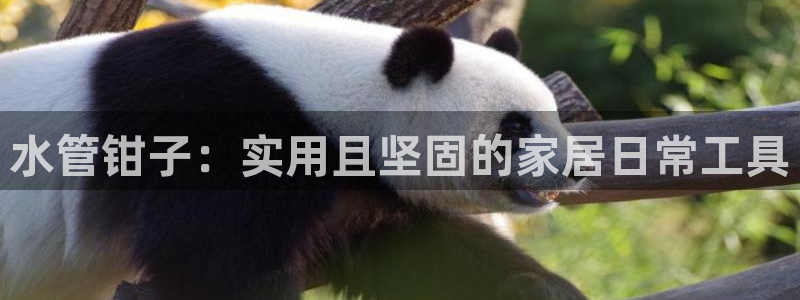 球盟会网址多少